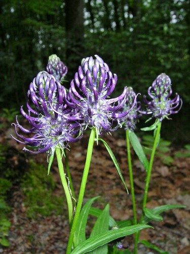 Phyteuma nigrum schwarze - nigrum,