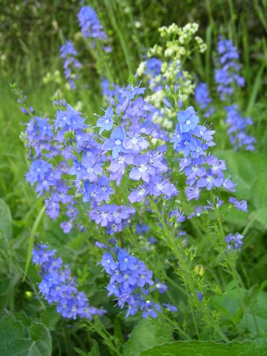 Veronica teucrium grosser - veronica,