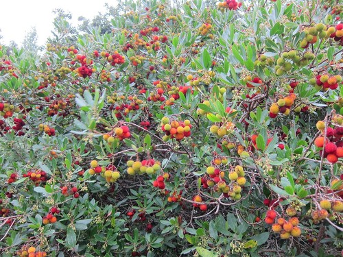 Samen vom erdbeerbaum das - erdbeerbaum,