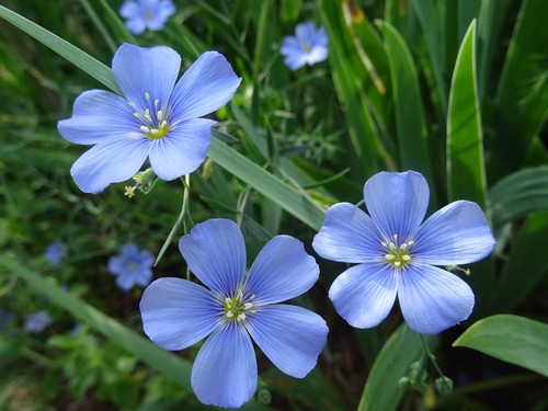 Linum perenne ausdauernder - linum,